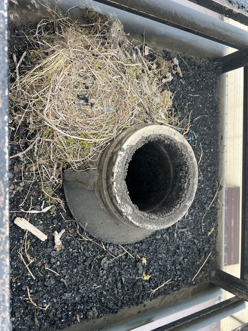 角トップの中に作られた鳥の巣（岩手県山田町）